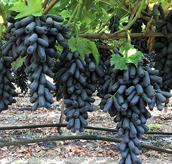 Grape Fruit Plant | Angoor Vine - Naturemart.online