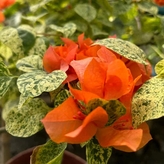 Daimond Orange Bougainvillea flower plant