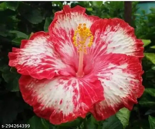 Austrelian Hibiscus Plant For Home Gardening - Naturemart.online