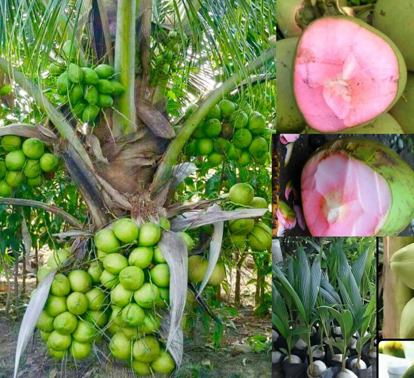 Thai Pink Coconut Fruit Plant