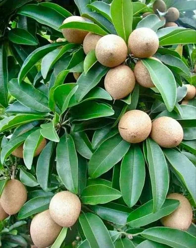 Hybrid Chiku(Grafted) Fruit Plant - Naturemart.online