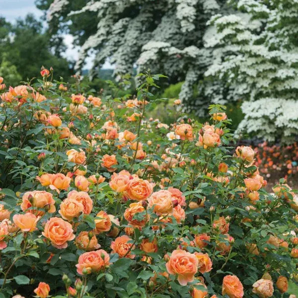 Peach-English RoseFlower Plants - Naturemart.online