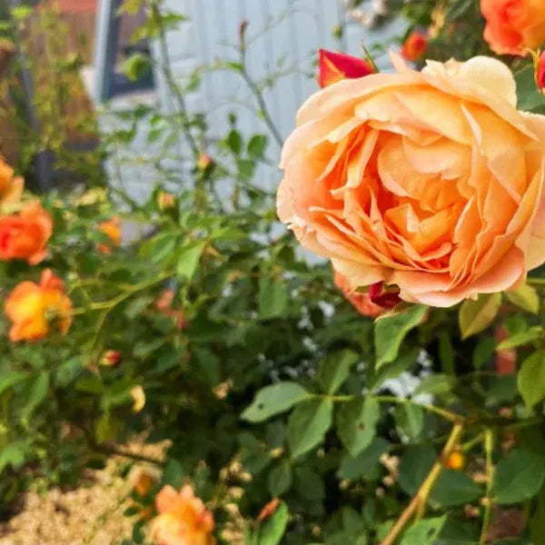 Peach-English RoseFlower Plants - Naturemart.online
