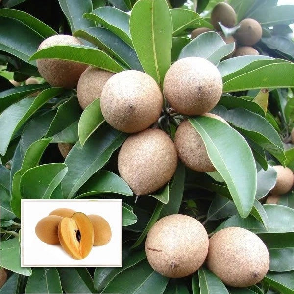 Kalapati Chiku Grafted Fruit Plant - Naturemart.online