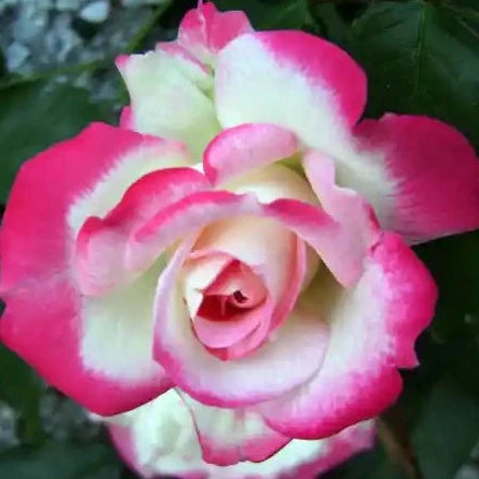 Colour Changing Rose Flower Plant - Naturemart.online