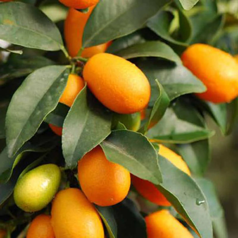 Sweet Lemon Fruit Plant (Grafted) - Naturemart.online