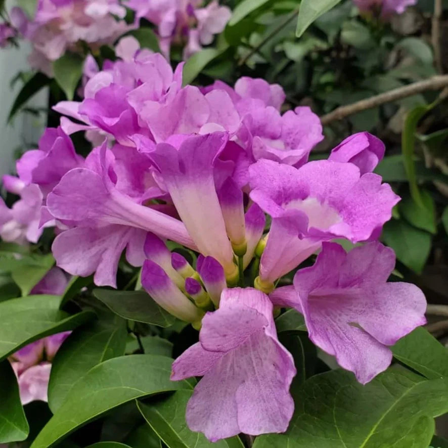 Garlic Vine Flower Plant For Gardening - Naturemart.online