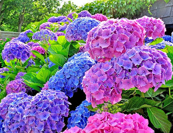 Hydrengea Flowers Plant For Home Garden - Naturemart.online