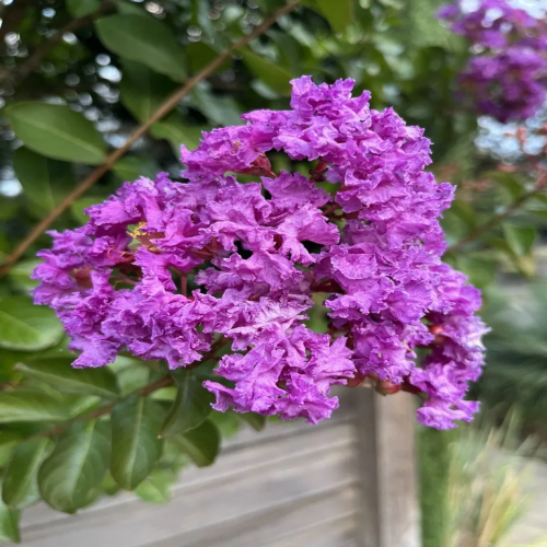 Furush Flowers Plant (Purpel Colour) - Naturemart.online
