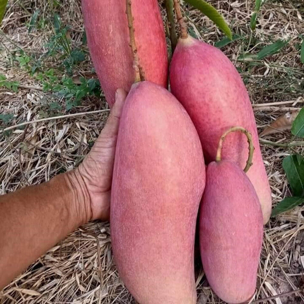 King Of Chakapat Mango Fruit Plant - Naturemart.online