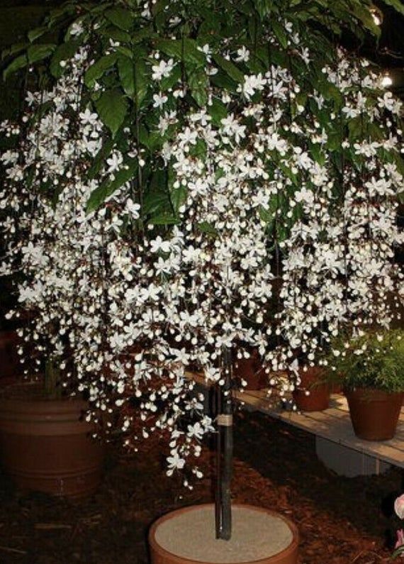 Chains of glory plant | Light bulbs plant | Clerodendrum smithianum starter plant