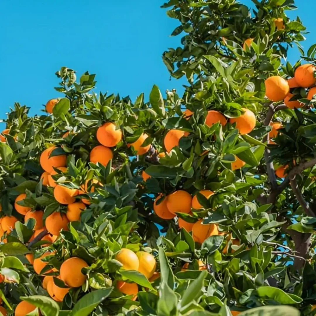 Nagpur Orange Fruit Plant-Grafted - Naturemart.online