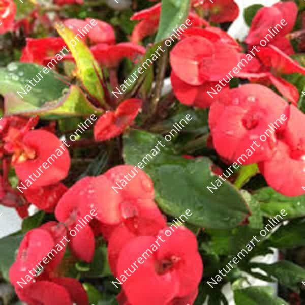 Euphorbia flowers plant (red) For Home Garden