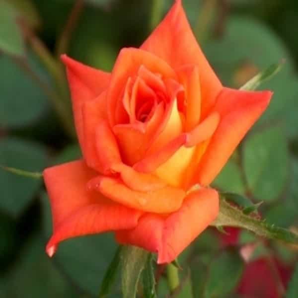 Hybrid Grafted Orange Colour Rose Plant - Naturemart.online