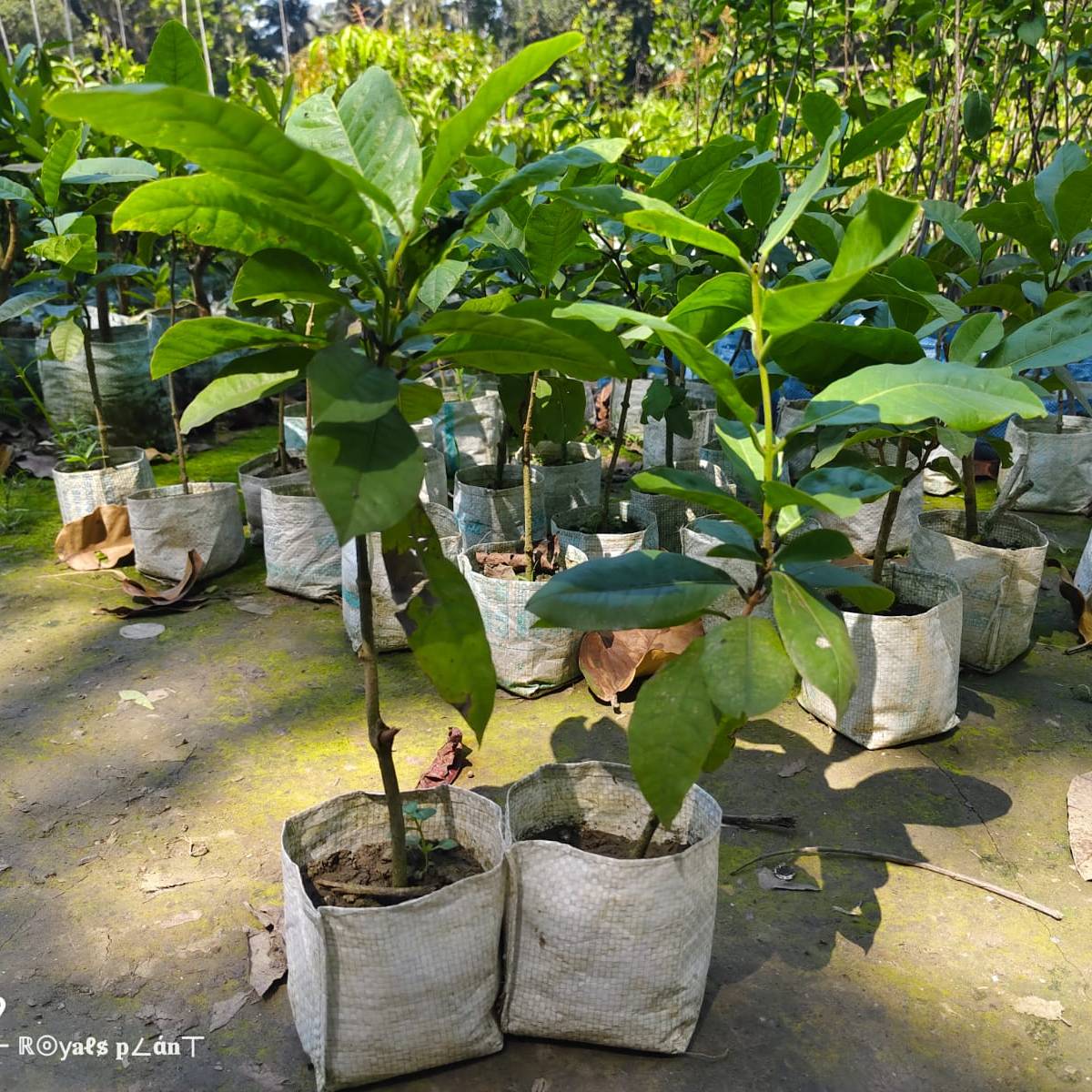 Neel Moni Lota Flower PLANT (Petrea Volubilis Volubilis) - Naturemart.online