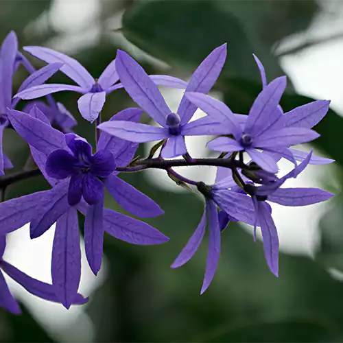 Neel Moni Lota Flower PLANT (Petrea Volubilis Volubilis) - Naturemart.online