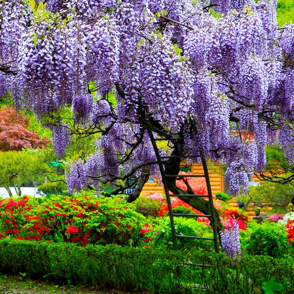 Wisteria Sinensis Flower Plant(Pack of 1)