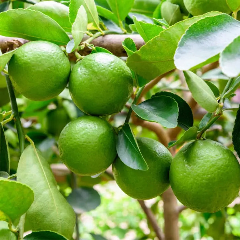Seedless Lemon Fruit Plant-Grafted - Naturemart.online