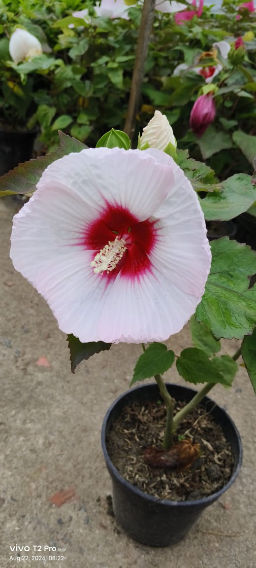 Mother India Hibiscus Flower Plant