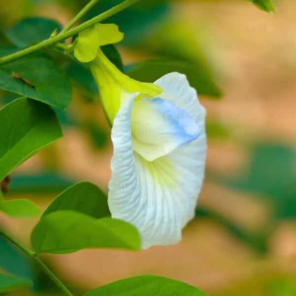 Aparajita Flowering Plant (white Colour) - Naturemart.online