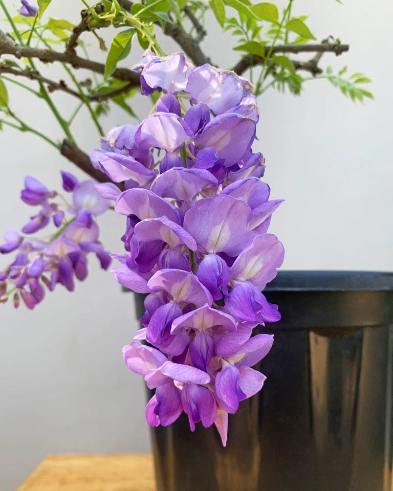 Wisteria Sinensis Flower Plant(Pack of 1)