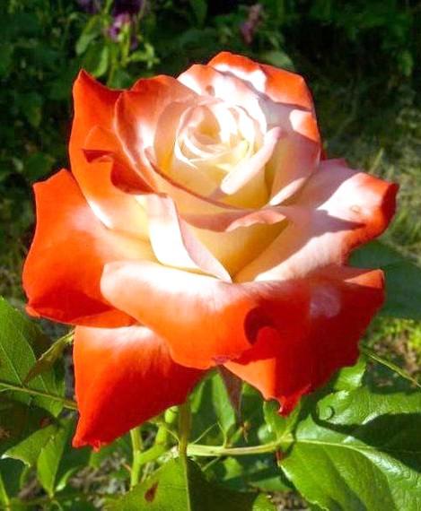 Hybrid Rose Grafted Plant (White) - Naturemart.online