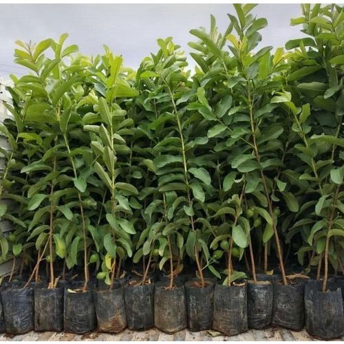 Allahabad Safeeda Guava Fruit Plant - Naturemart.online