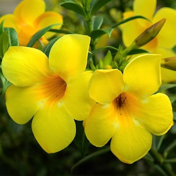 Allamanda Flowers Plant-Yellow Colour - Naturemart.online