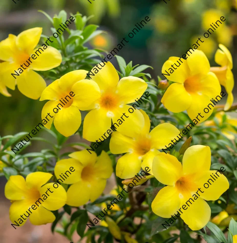 Allamanda Flowers Plant-Yellow Colour