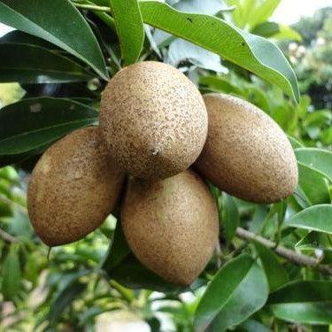 Kalapati Chiku Grafted Fruit Plant - Naturemart.online