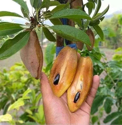 Hybrid Chiku(Grafted) Fruit Plant - Naturemart.online