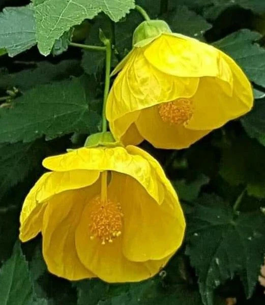 Yellow Lantern Hibiscus Flower Plant - Naturemart.online
