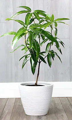 Hybrid Noorjahan Mango Fruit plant