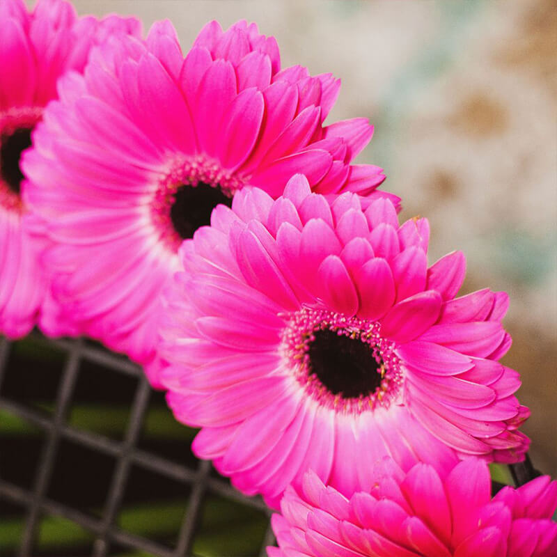 Gerbera Perennial Flower Plant (Pink) - Naturemart.online