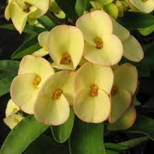 Hybrid Euphorbia Flowers Plant (Yellow) - Naturemart.online