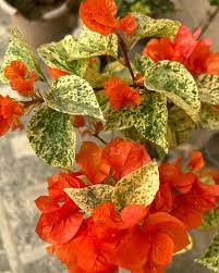 Daimond Orange Bougainvillea flower plant