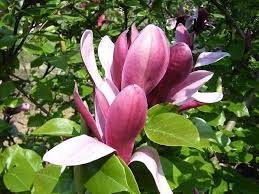 Champa Pink Colour Flower Plant
