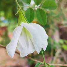 Aparajita Flowering Plant (white Colour) - Naturemart.online