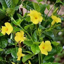Mandevilla (Yellow Colour) Flower Plant - Naturemart.online