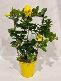 Mandevilla (Yellow Colour) Flower Plant - Naturemart.online
