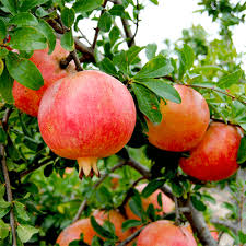 Ganesh variety of pomegranate