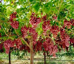 Crimson seedless grape vines fruit plant