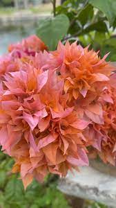 Bougainville Flowering (Mahara) Plants
