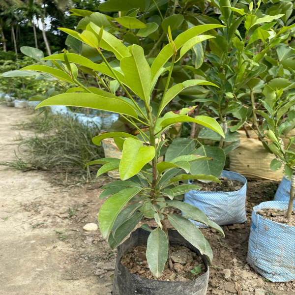 Hybrid Chiku(Grafted) Fruit Plant - Naturemart.online