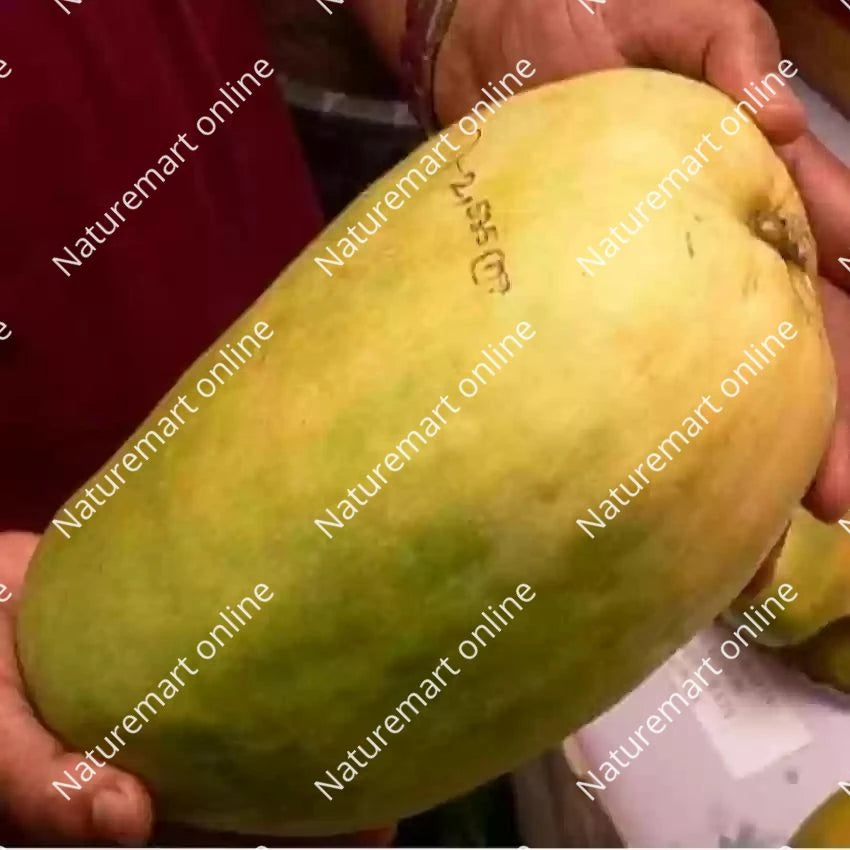 Hybrid Noorjahan Mango Fruit plant