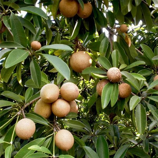 Kalapati Chiku Grafted Fruit Plant - Naturemart.online