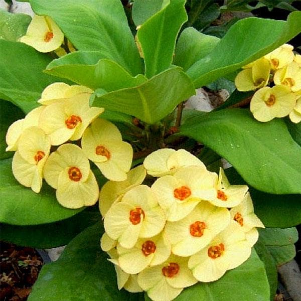 Hybrid Euphorbia Flowers Plant (Yellow) - Naturemart.online