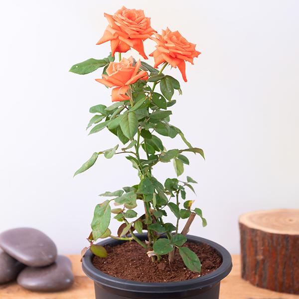 Hybrid Grafted Orange Colour Rose Plant - Naturemart.online
