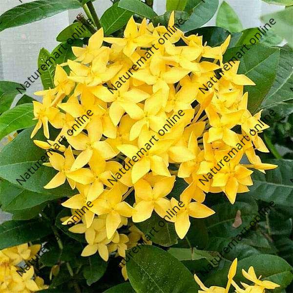 Chinese Ixora Flowers Plant (Yellow)