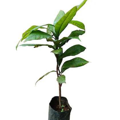 Jayaphal And Jatiphal -Spices Plants - Naturemart.online